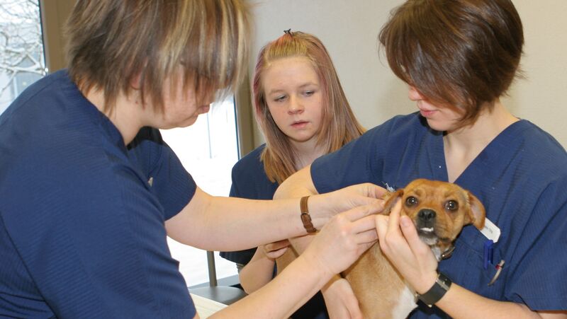 Lehre Hundeuntersuchung