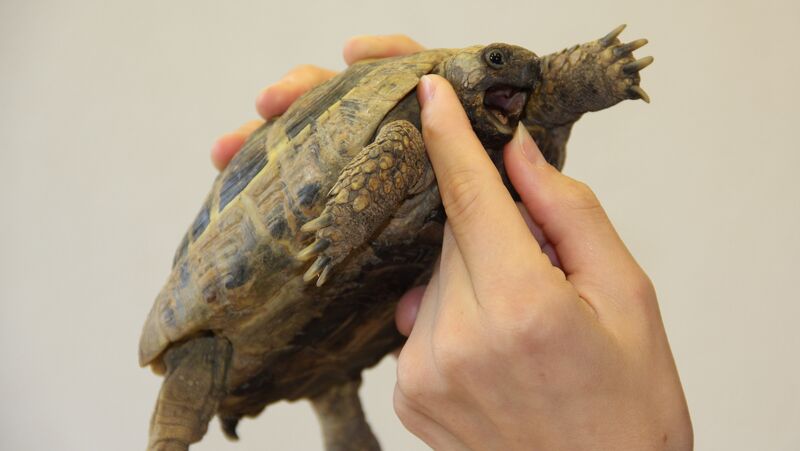 Untersuchung Schildkröte