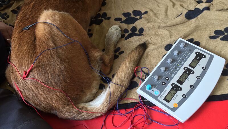 Elektroakupunktur Hund