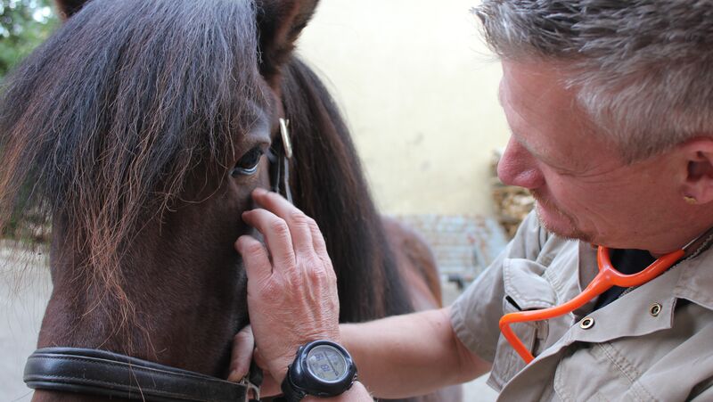 tierärztlicher Gesundheitscheck Pferd